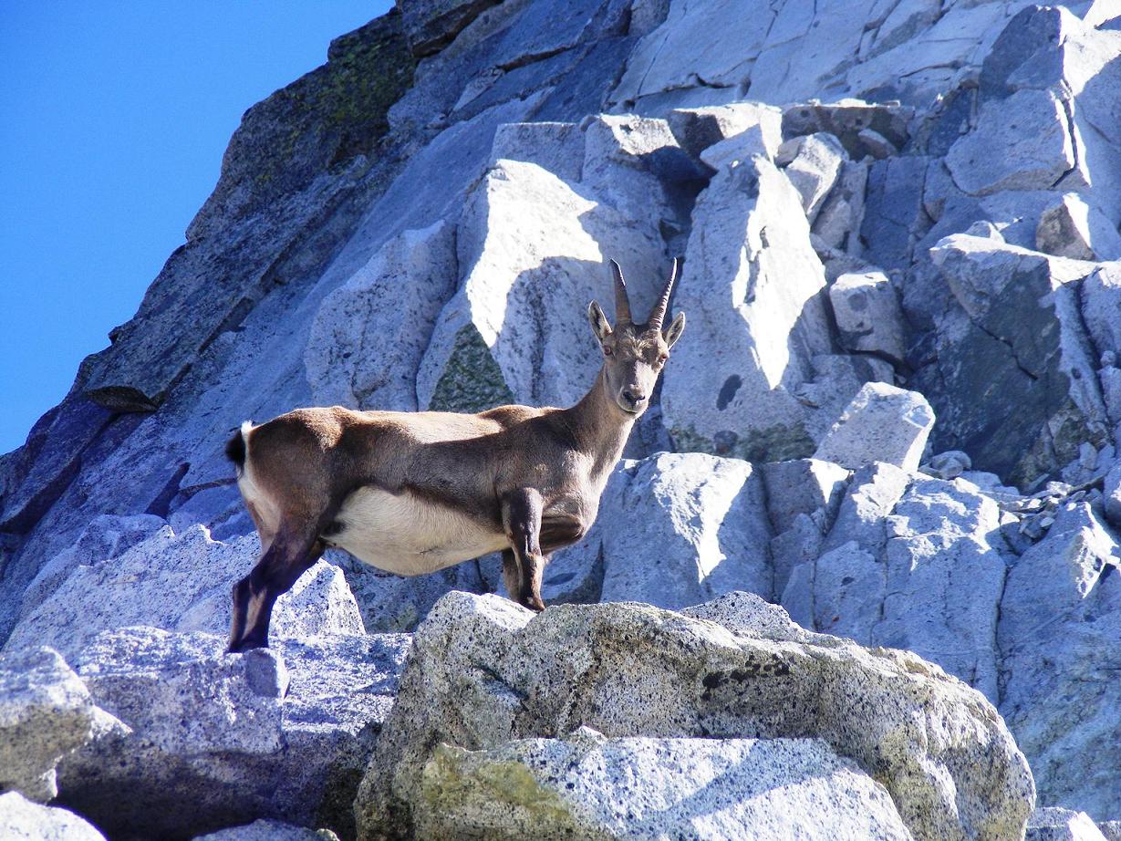 La stambecchina della Plem